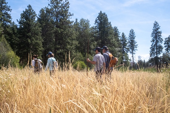 people walk through a field with tall grass in the foreground and trees in the background