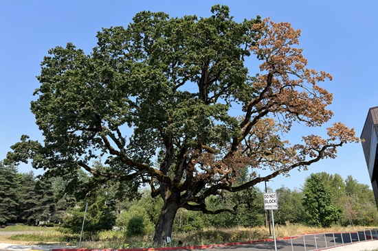 an oak tree where the left side of the canopy is green and the right side is red and dying